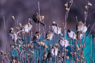 [K-Geography] Sparrows are cold as well