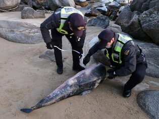 [Moment to Focus] Harbour porpoise found dead on east coast