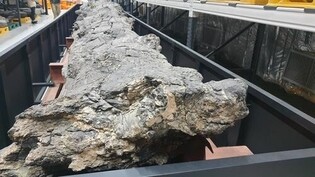 Cenozoic fossil wood becomes natural monument