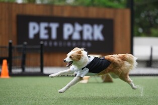Resorts and Hotels start targeting customers with pets