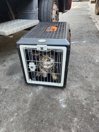 날개 다친 천연기념물 수리부엉이, 광양 도로변서 구조