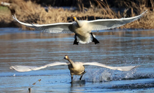 [K-Geography] Flying swans