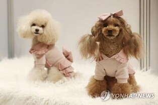 "성숙한 반려문화 조성" 세종시, 반려동물 등록 때 3만원 지원