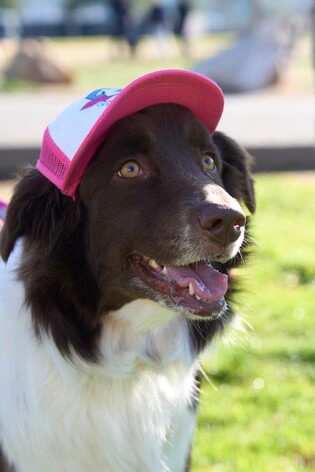 [사이테크+] 어떤 반려견이 암에 일찍 걸릴까…"몸집 큰 순종 수컷"