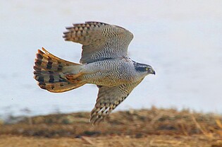 [픽! 경남] 국내 대표 철새도래지 주남저수지 '맹금류 천국'