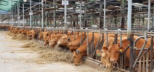 축산기반 탄탄한 김해시, 올해 한우축제 처음 개최
