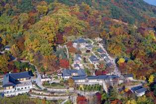 영주시, 소백산 일대에 단풍나무 10만 그루 심는다