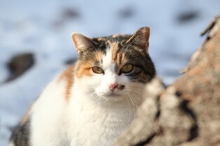 [길고양이 논쟁] ④'공존' 해법은…타깃 중성화·돌봄지침 시급