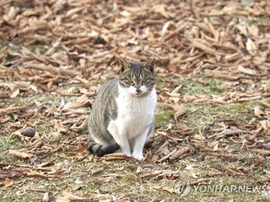[길고양이 논쟁] ①'인간을 위한, 인간에 의한' 개체수 조절 잔혹사