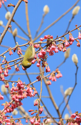 [K-Geography] Bird collects honey