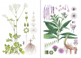 "식물 세밀화 전시 희망 학교·수목원 신청받아요"