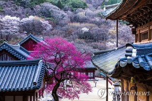화엄사, 봄맞이 홍매화·들매화 사진 콘테스트