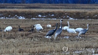 [K-Geography] Flock of swans and white-napped cranes spotted foraging at Yangyang County in S. Korea