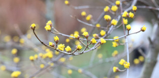 [K-Geography] Sansuyu flowers herald spring