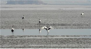 돌아온 두루미…인천 강화 갯벌서 63마리 서식 확인