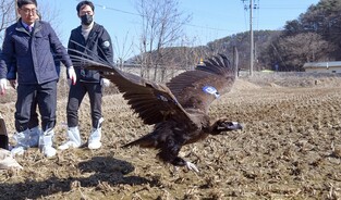 [K-Geography] Endangered eagle sent back to wild after getting treatment for pesticide poisoning