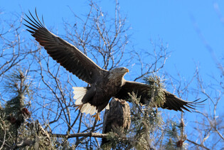 [K-Geography] White-tailed eagles preparing to return home