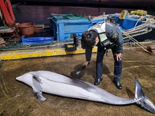 [Moment to Focus] Pacific white-sided dolphin to be caught accidentally near Dogsan Port in Yangyang