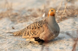 Spotting of Sandgrouse in South Korea in 76 years since 1947