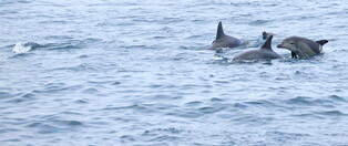 [K-Geography] Indo-Pacific bottlenose dolphins