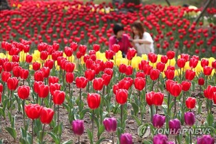 Jeju Sanghyowon Tulip Festival opens on 4th of next month
