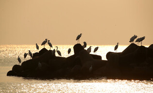 [K-Geography] Egrets longing for spring