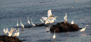 [K-Geography] Egrets searching for prey