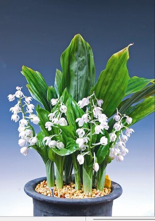 신안군 자은도서 4월 14일 새우란축제