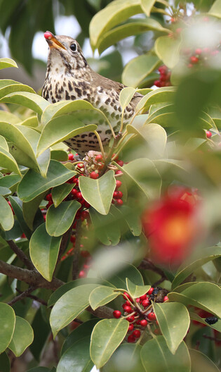 [K-Geography] Endangered bird found on Jeju Island