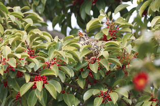 [K-Geography] Chinese thrush on Jeju Island
