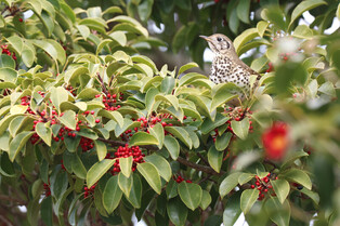 [K-Geography] Endangered bird on Jeju Island