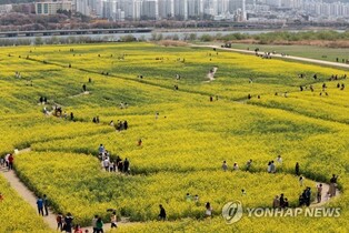 부산 축제시즌 4월부터 시동…낙동강유채꽃 등 연간 50개