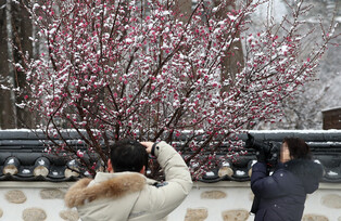 [Moment to Focus] Apricot blossoms