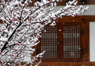 [Moment to Focus] Snow-covered flowers