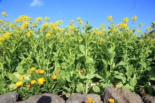 [줌in제주] 내가 유채꽃으로 보이니? 노랗다고 다 '같은 꽃'이 아니다