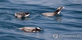 멸종위기 뿔쇠오리 위협 '마라도 길냥이' 반출 사전작업