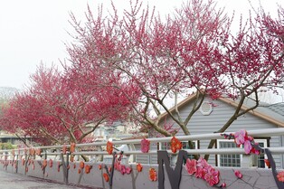 [순천소식] 매곡동 탐매마을서 홍매화 축제
