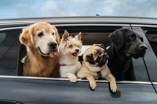 "30분 이상 촬영금지"…동물 배우 배려하며 만든 영화 '눈길'