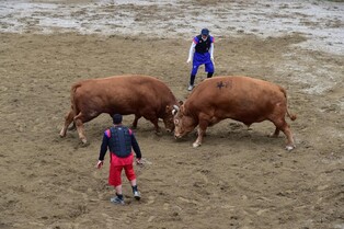 창원·의령·창녕·진주서 올해 '소힘겨루기대회' 이어진다