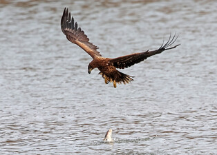 [K-Geography] White-tailed eagle's hungry day