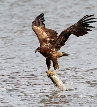 [K-Geography] Sea eagle catches fish