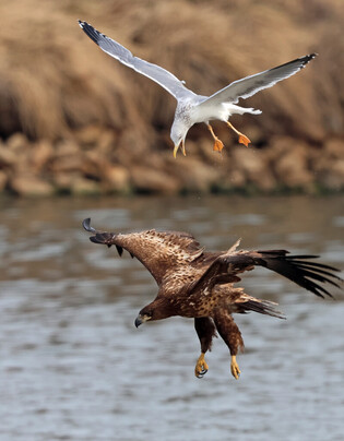 [K-Geography] Battle of white-tailed eagle and seagull