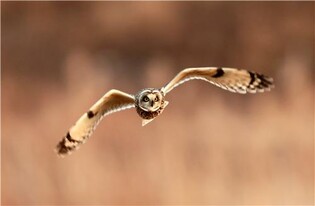 [유형재의 새록새록] 노을이 붉게 물들 때 출근하는 '귀요미'