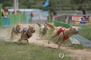 천연기념물 진도개 우수성 알린다…'도그 스포츠' 4일 시작