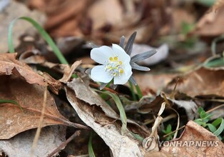 [픽! 속초] 설악산 봄 전령 야생화 잇따라 '활짝'