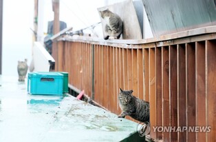 멸종위기 뿔쇠오리 위협 마라도 길고양이 3일 바지선으로 반출