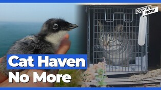 Cats forced to move out of island for threatening endangered wildlife