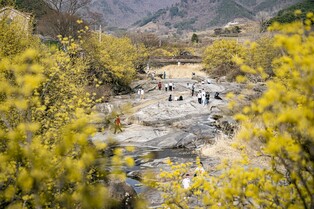 전남  봄꽃 여행상품, 5일 GS홈쇼핑서 판매