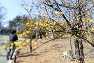 한낮 15도 안팎, 봄기운 '물씬'…전국 관광지 북적
