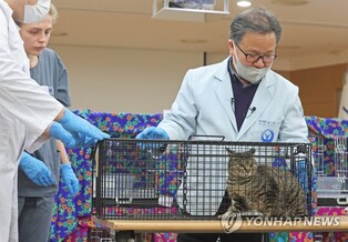 To protect Japanese Murrelet, streets cats of Marado Island gets relocation to Jeju Island